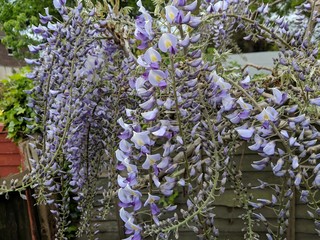 Wisteria
