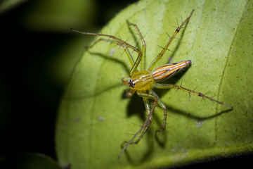 The little spider
