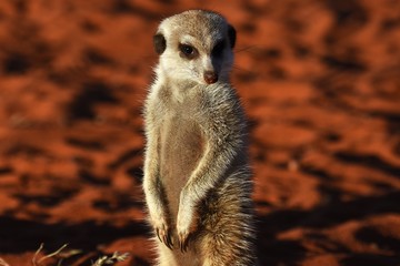 Fototapeta premium wachsames Erdmännchen (suricata suricatta) in der Kalahari in Namibia
