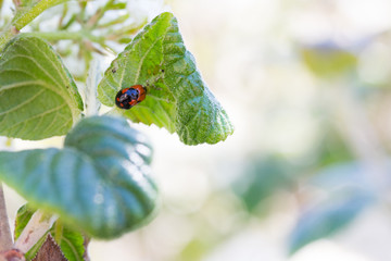 two ladybug caught in a special moment upside down underneath a leaf