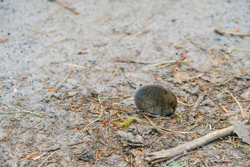 Forest mouse on the trail in the spring forest in Ukraine. Side view.