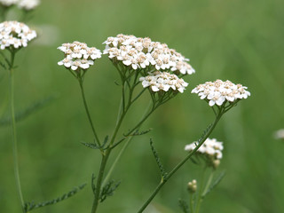 Schafgarbe - Achillea millefolium