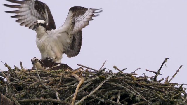 Osprey Birds Mating Part 2 Normal Speed