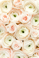Bouquet, texture of pink ranunculus and roses flower close up. Flat lay, top view. Ranunculus flower texture. 