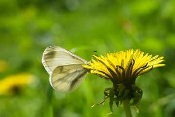 Beautiful white butterfly on flower. The Wood White butterfly, Leptidea sinapis
