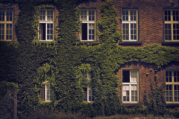 background in vintage processing the facade of an old brick house close-up with windows twined with...