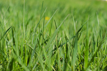 background with green juicy spring grass