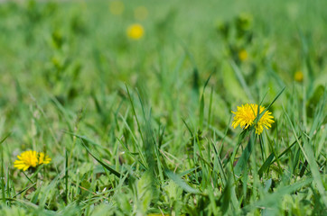 background with green juicy spring grass
