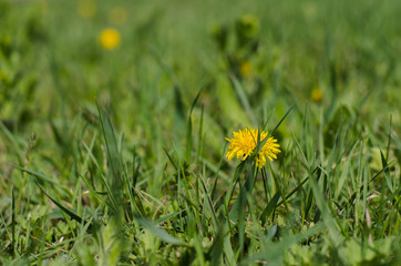 background with green juicy spring grass