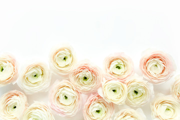 Floral background texture made of pink ranunculus flower buds on white background.  Flat lay, top view floral background.