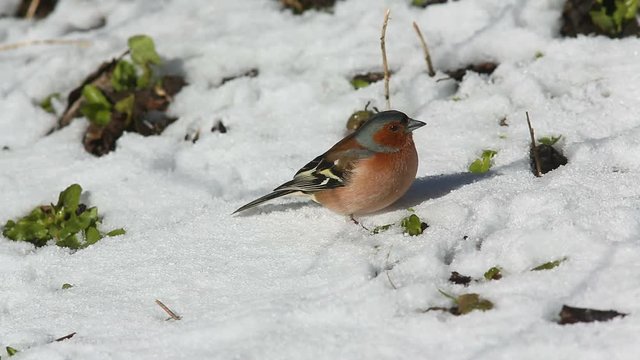 Common chaffinch male (Fringilla coelebs) is looking for food on the ground under the snow in spring