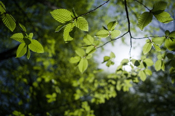 Sunny day in the deciduous forest. Branches of common hazel, illuminated by sunlight. Selective...