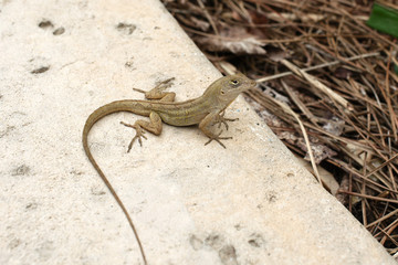 A gecko at Miami Beach Botanical Garden, Florida, USA.
