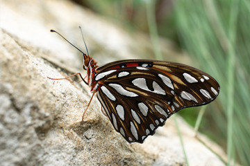 A monarch butterfly at Miami Beach Botanical Garden, Florida, USA.