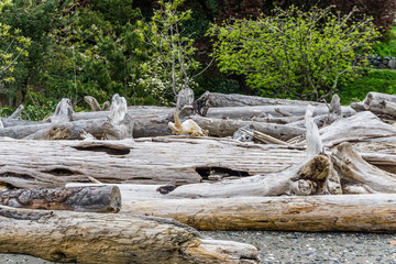 Wood Pile Landscape 2