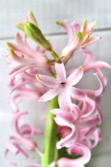 Pink hyacinthus closeup