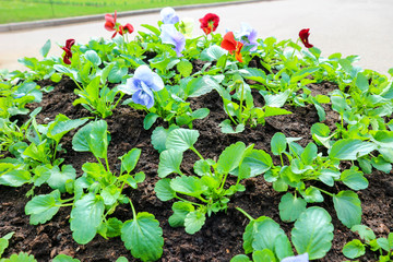 Fototapete bei efototapeten.de bestellen   