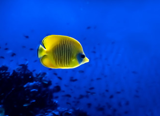Obraz na płótnie Canvas Bright yellow fish underwater on background of coral in Red sea.