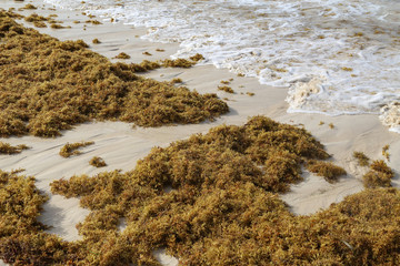 Sea kelp is stranded on the beaches