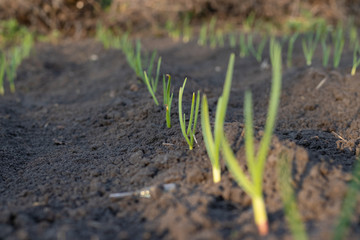 Green shoots in the spring sun