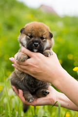 Close-up Portrait of lovely two weeks old shiba inu puppy in the hands of the owner in the buttercup meadow