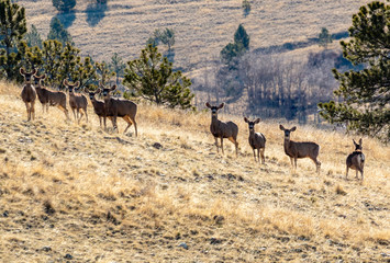 Fototapeta na wymiar Beautiful Herd of Mule Deer