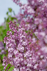 Violetter Flieder, Syringa