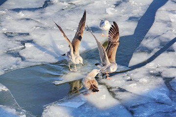 Gulls find out the relationship between themselves 