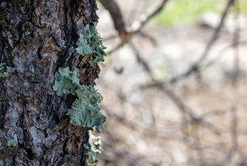 Lichen on Pinion Tree