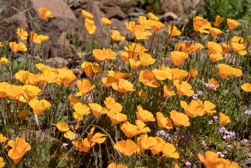 Poppies