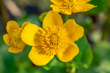 Closeup of the blossom of a marsh marigold (Caltha palustris) in the sunshine.
