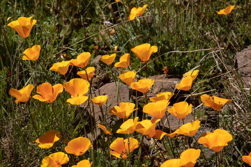 Poppies