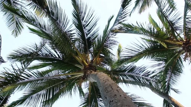 Palm trees filmed from below in slow motion over a bright sky