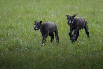 zwei schwarze Schafe auf Texel