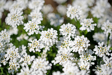 Blühende Schleifenblumen, Iberis