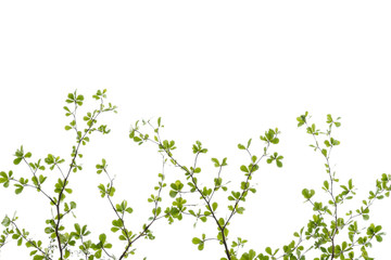 tree branch silhouette photography , white background