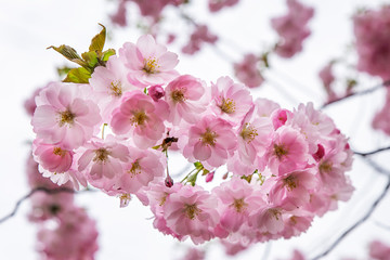 Spring cherry blossoms in the city garden