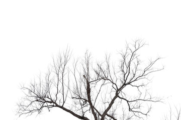 Fototapeta na wymiar tree branch silhouette photography , white background