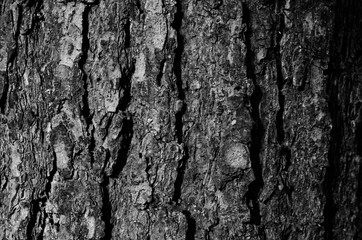 texture, wood, pine, bark, black and white