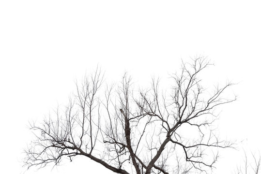 tree branch silhouette photography , white background
