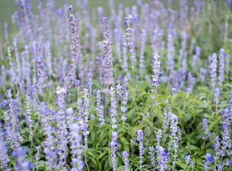 Obraz premium focus on lavender flower in flower garden