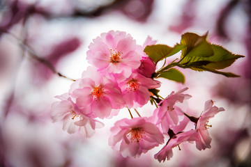 Spring cherry blossoms in the city garden