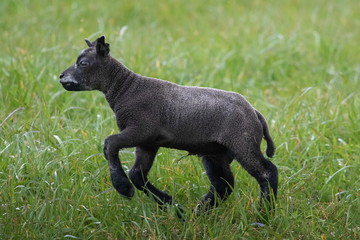 junges schwarzes Schaf auf Texel