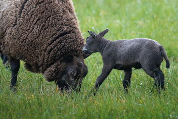 junges schwarzes Schaf mit Mutter auf Texel
