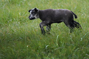 junges schwarzes Schaf auf Texel
