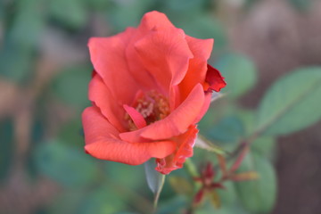 beautiful red rose 
