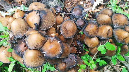 Mushrooms 