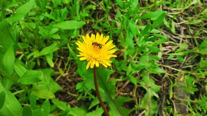 dandelion in grass