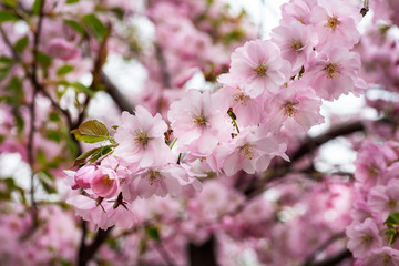 Spring cherry blossoms in the city garden