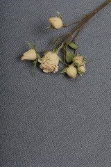 Dried beige roses. Against the background of gray fabric rough texture.